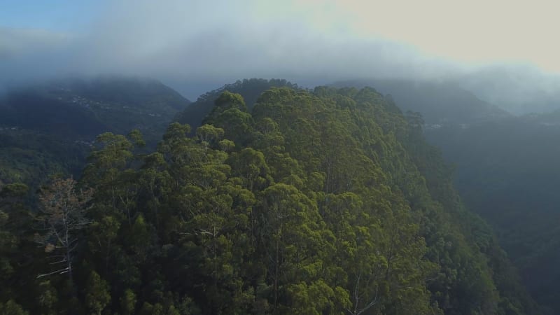 Flying Over Misty Rainforest