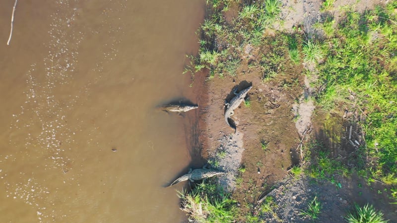 Aerial view of a group of crocodiles in Rio Tarcoles.