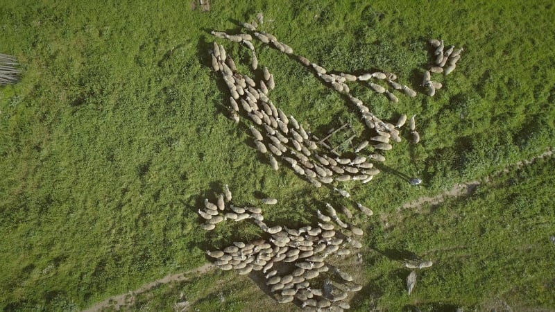 Aerial view of the sheep herd moving around on farmland.