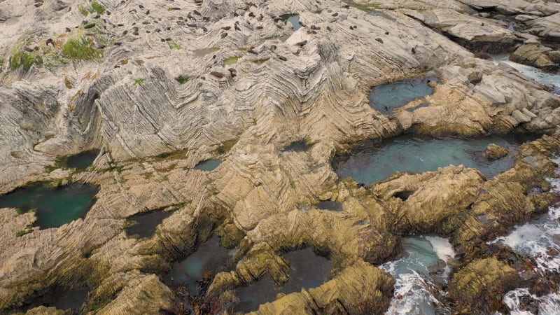 Aerial view of group of Seals at Kaikoura Colony, Canterbury.