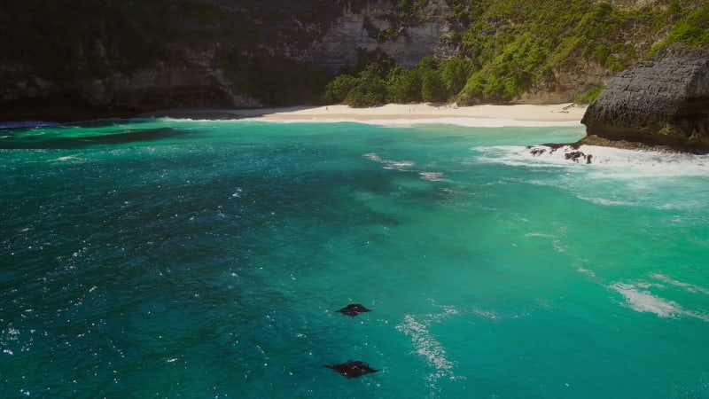 Aerial view of two manta rays off Island Nusa Penida.