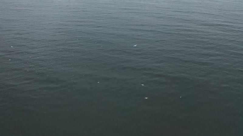 Aerial view of flock of seagulls in the ocean