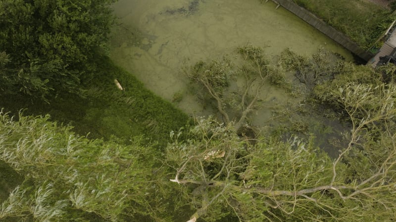 Aerial view of a fallen tree post-storm Poly in Heemskerk, Netherlands. July 2023.