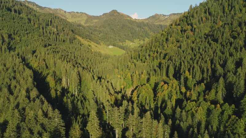 Aerial view of pine tree forest near the alps mountain range.