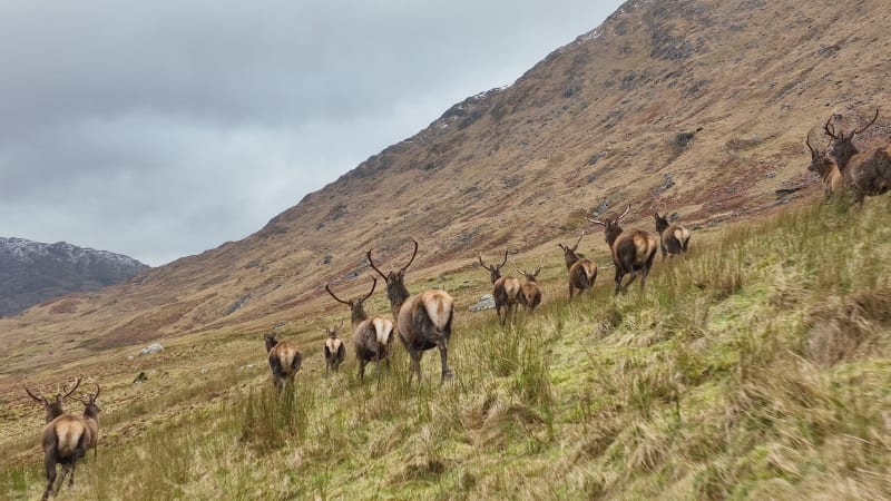 Red Deer Herd Running in Scotland in Slow Motion