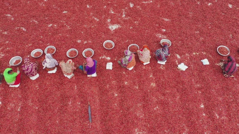 Aerial view of women collecting red chilli, Bangladesh.