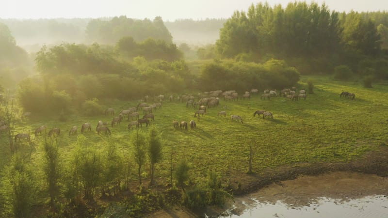 Aerial view of a herd of Konic ponies on grazing under stunning golden light and haze at sunrise.