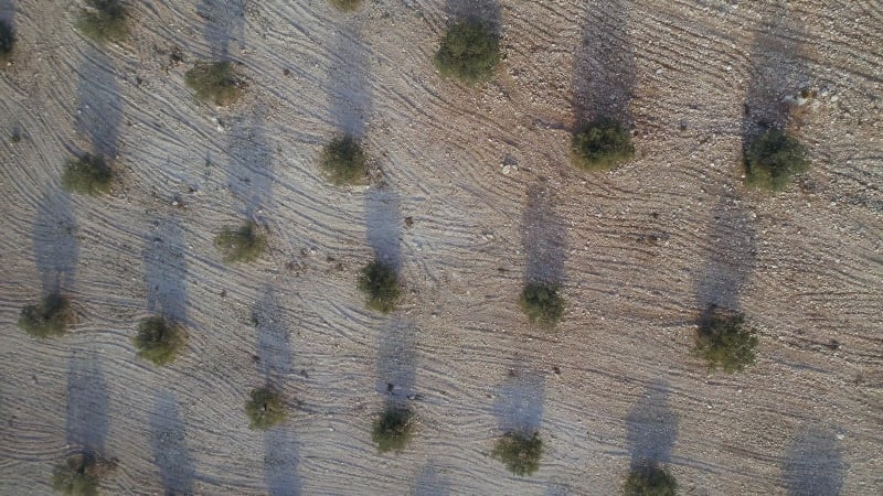 Bird's Eye View of an Olive Tree Farm in Spain at Sunrise