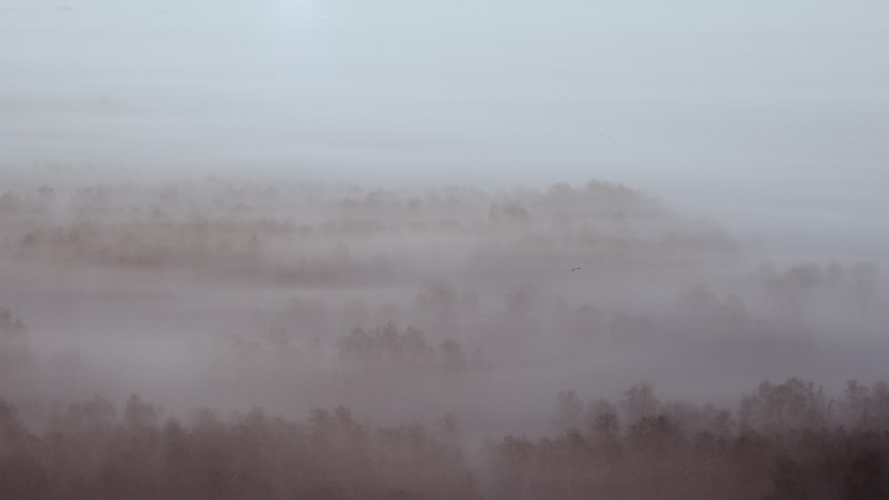 Misty Forest Stroll