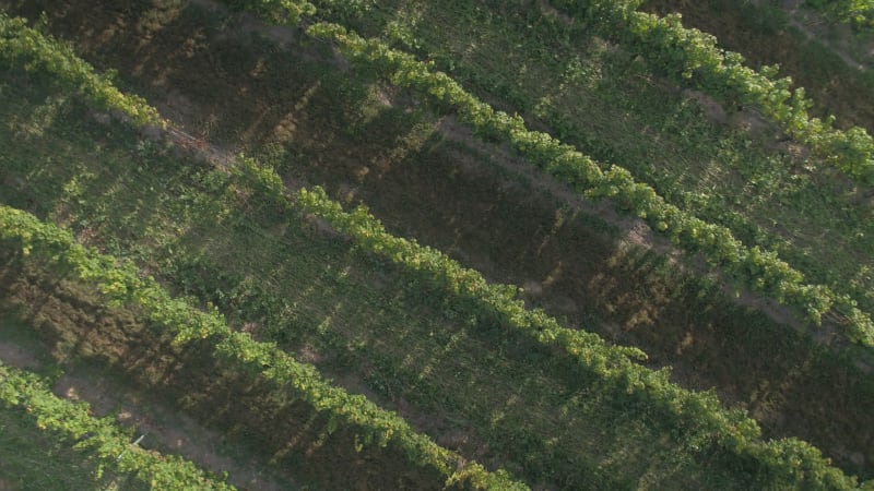 Bird's Eye View of a Mature Vinyard at Sunset