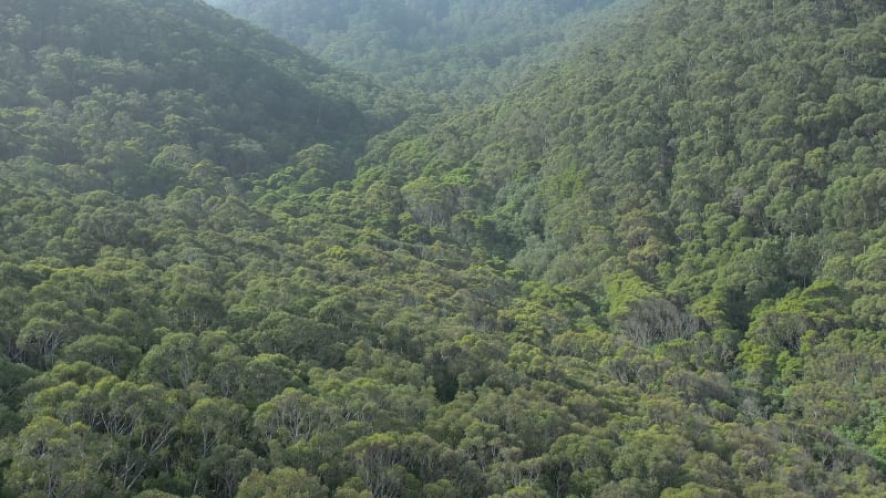 Flyover of the Australian Forests on the South Coast