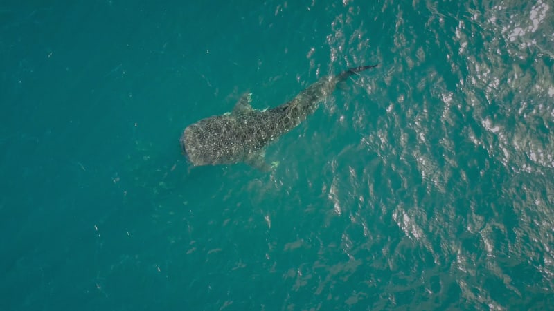 Aerial view of an whale shark off Mafia Island in Tanzania.