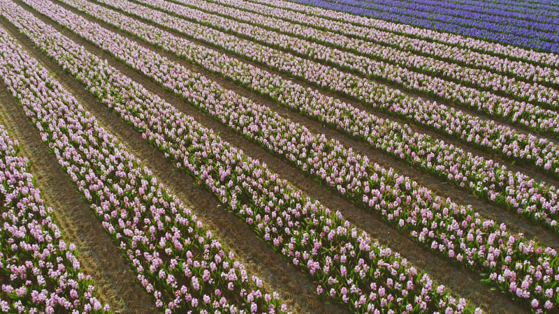 Aerial view of rows of tulips at Keukenhof botanical garden, Lisse.