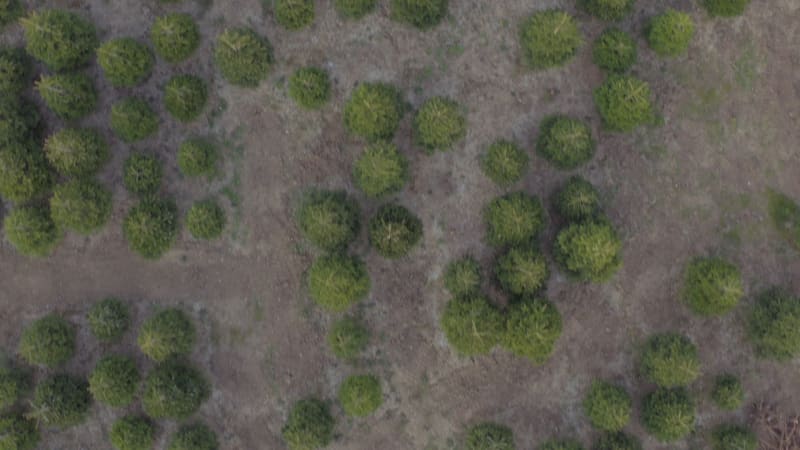 Pick Your Own Christmas Tree Farm Aerial View