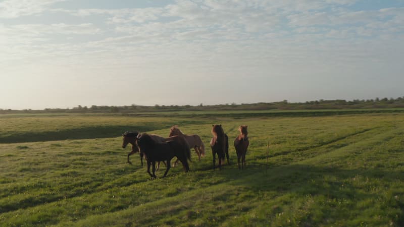 Animal theme and wildlife. Drone view meadow icelandic countryside at sunset with wild horses herd trotting. Birds eye view of wild horses pasturing in iceland highlands. Freedom concept