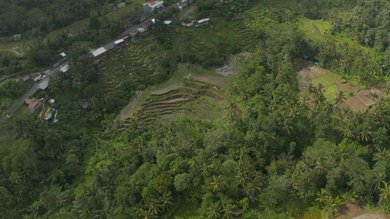 Circling aerial top down view of irrigated farm fields next to residential houses in tropical rainforests of Bali, Indonesia