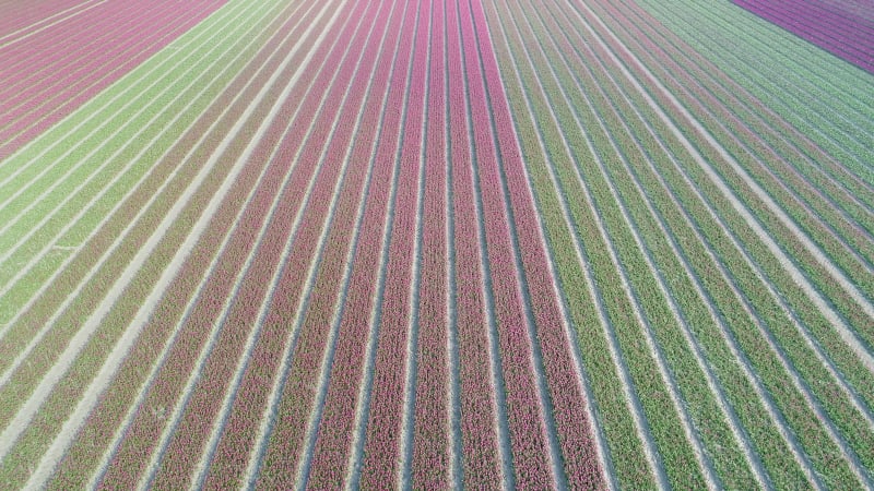 Aerial view of tulip fields, Flevoland, Netherlands.