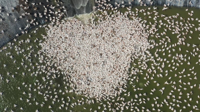 Large group of pelicans eating fish in the water