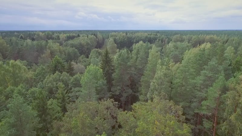 Aerial view of a forest with traditional Chapel and a cemetery.