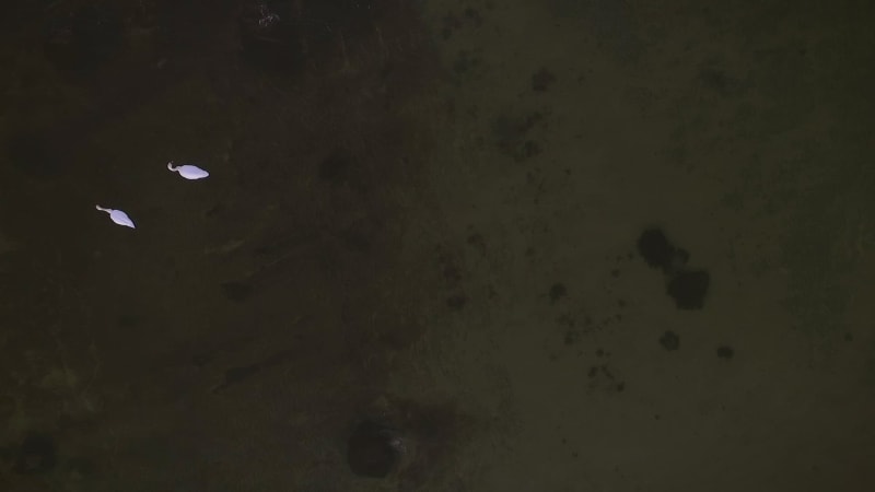 Aerial view of swans swimming.