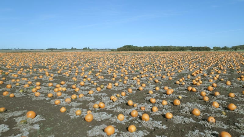 Pumpkin Patch on a Farm Ready for Harvest Aerial Flyover