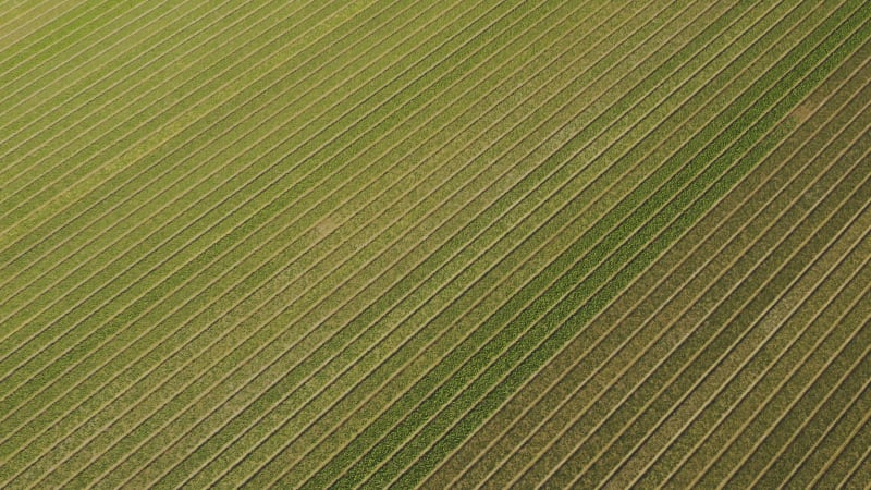 Tulip fields growing in symmetrical rows