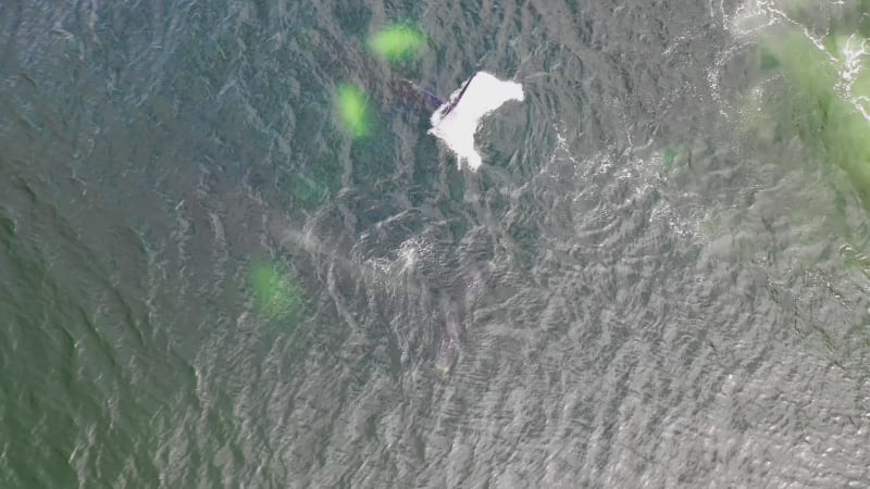 Aerial view of Whales along the coast, Unalaska island, Alaska, United States.