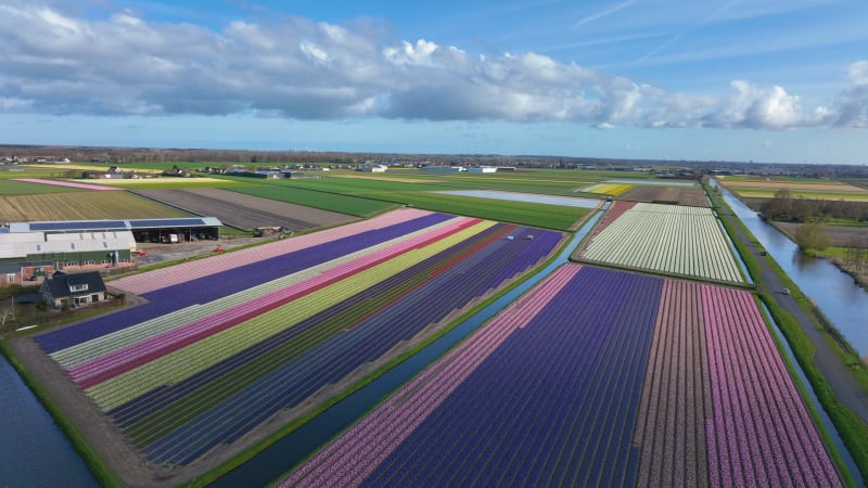 Aerial View of Tulip Fields in Noordwijk, The Netherlands