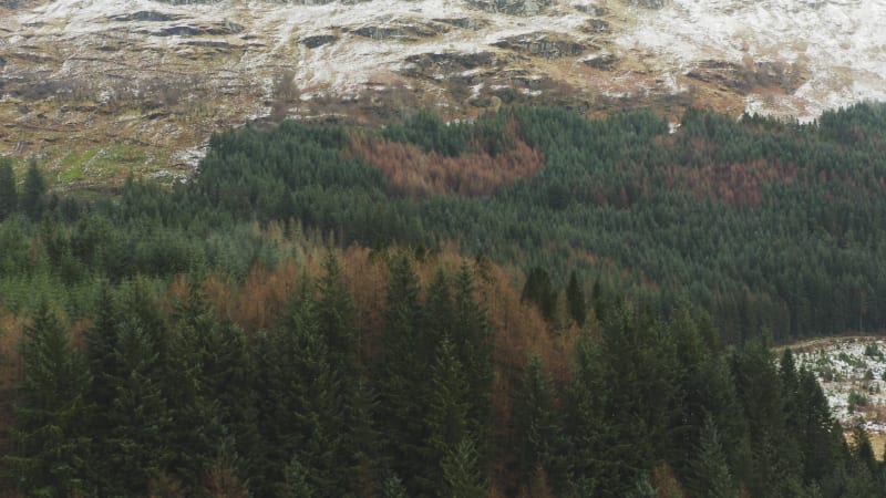 Flying past pine trees in a mountain area in Scotland