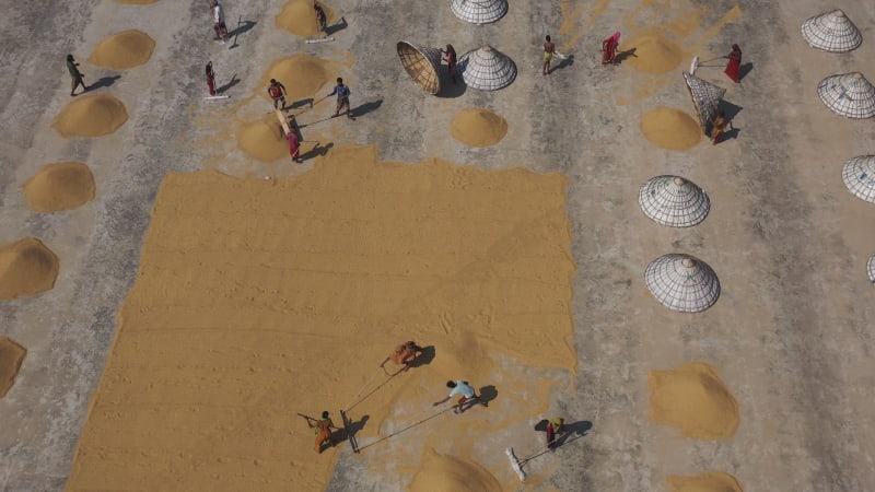 Aerial view of farmers working on rice field draining and drying rice at sunlight, Dhamrai, Dhaka, Bangladesh.