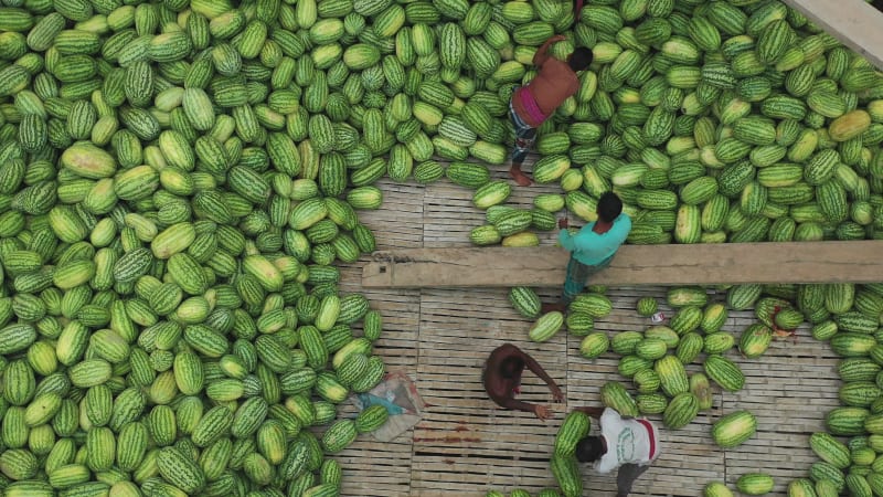 Aerial View of people among the watermelons at work on the Buriganga River.