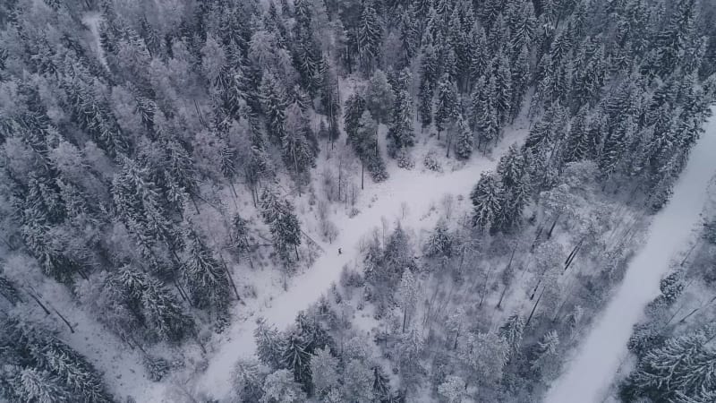 Aerial view of a man skiing in the forest in Estonia