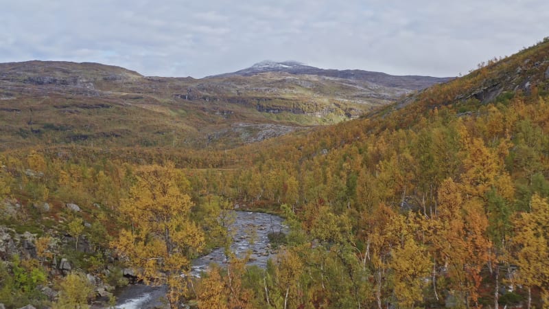 Autumn forest with flowing river below picturesque mountains in Norway.