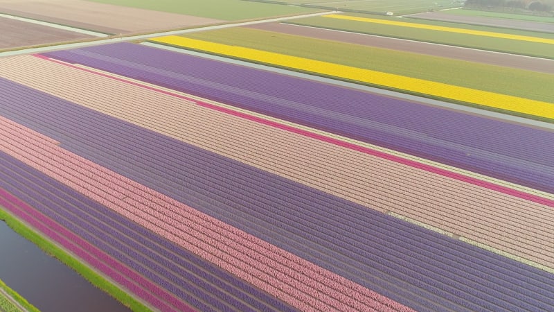 Aerial view of colorful blossoming fields of tulips in Lisse.