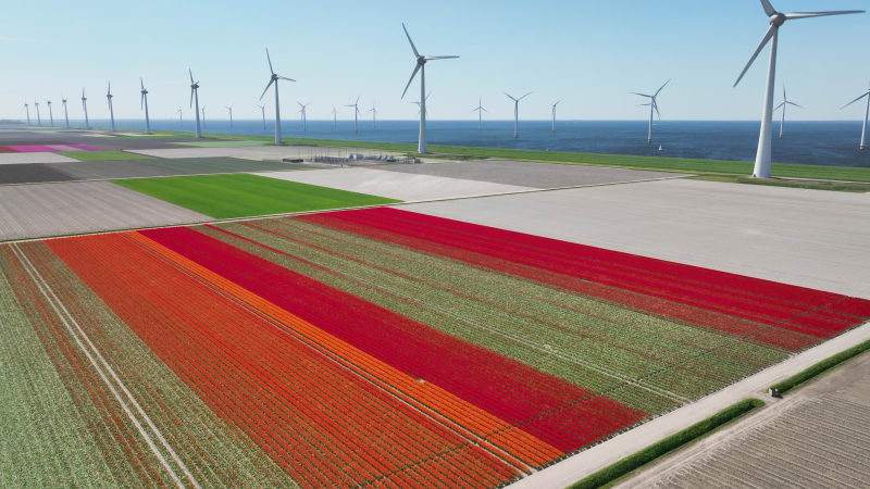 Aerial view of flowering tulip field and wind farm, Flevoland, Netherlands