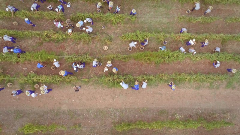 Aerial view of group working in vineyard.