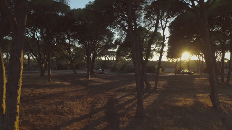 Aerial view of a man flying drone through the trees at sunset.