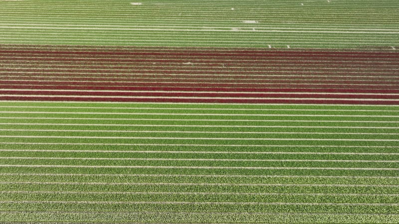 Aerial downward view of tulip fields, Flevopolder, Flevoland, Netherlands