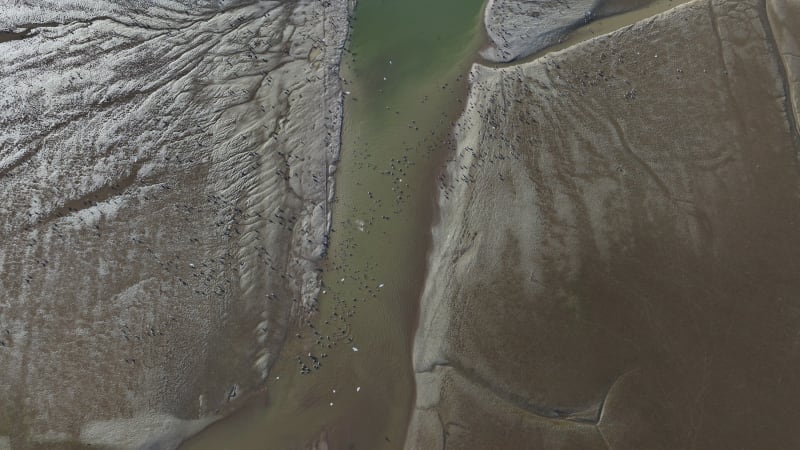 Sophia Polder Tidal Area at Dusk with Birds in Flight