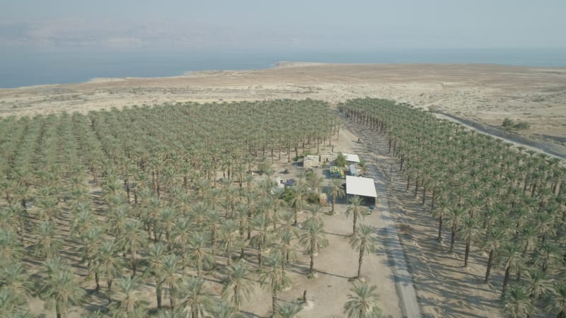 Aerial view of a palm trees plantation along Dead sea, Negev, Israel.