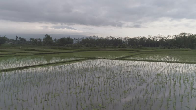 Aerial view of paddy field growing semiaquatic rice, Malang.