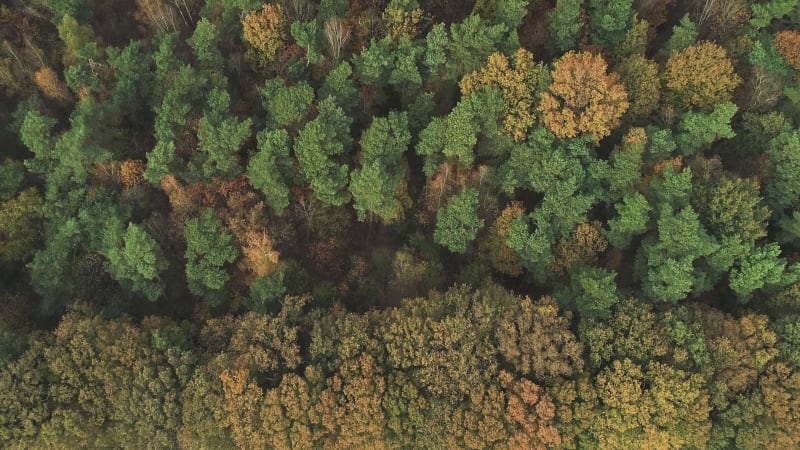 Aerial view of hills and autumn forest, Berg en Dal, Gelderland, Netherlands.