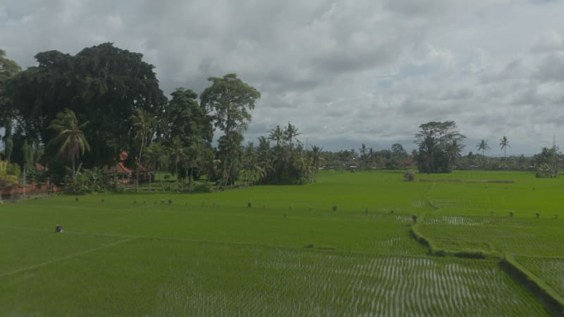 Rising aerial dolly shot of large rice fields with lush green crops on the plantation near residential housing neighborhood in Bali. Straight patterns in the rice field.