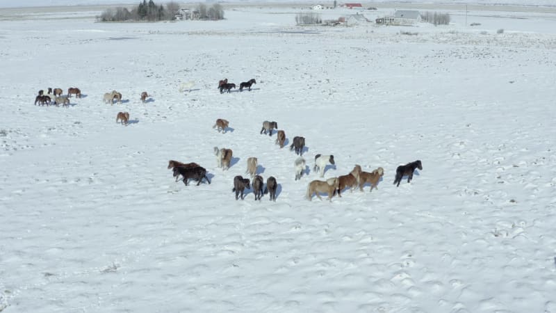 A Pack of Beautiful Icelandic Horses in Snowy Conditions