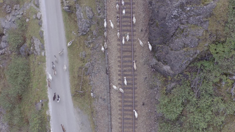 Animals Walking Along a Railway Track Endangering Oncoming Trains