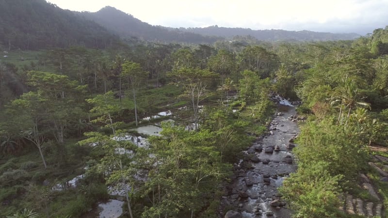 Aerial view of river flowing between rice paddy field.