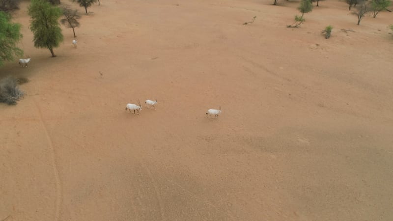 Aerial view of group of goats walking on desert landscape