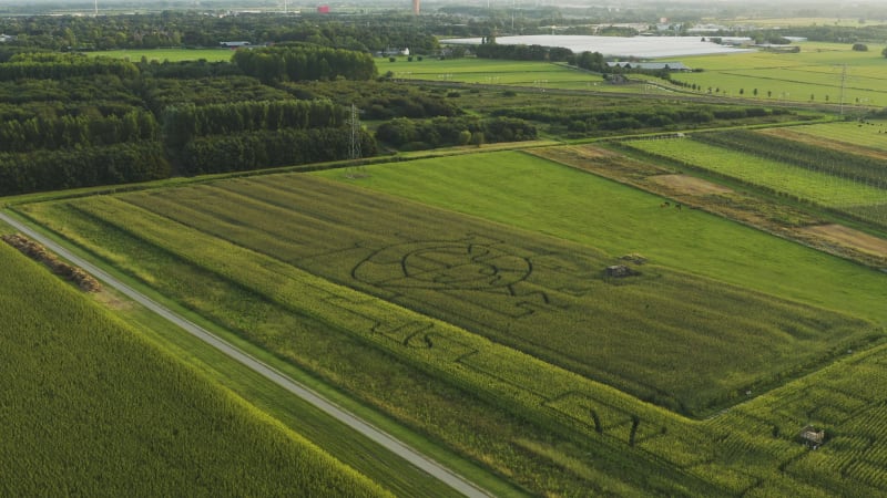 Flying over a large corn maze in summer