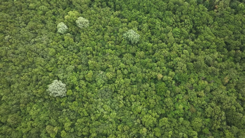 Dutch Deciduous Forest