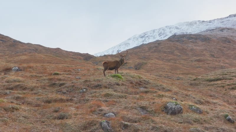 Majestic Red Deer Stag in Scotland Slow Motion